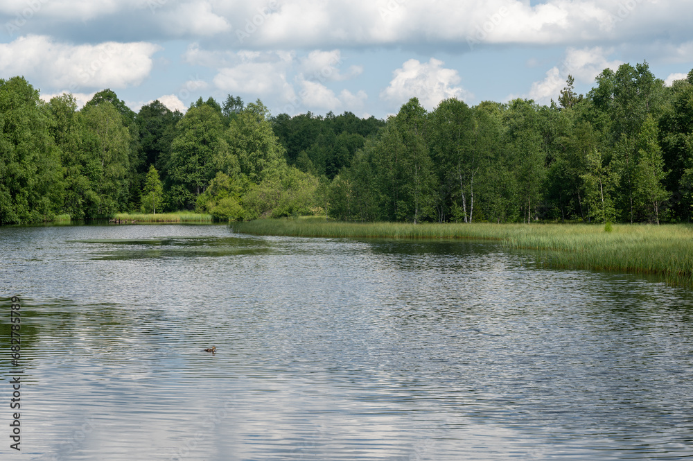 Lake in green nature with blue sky and white clouds