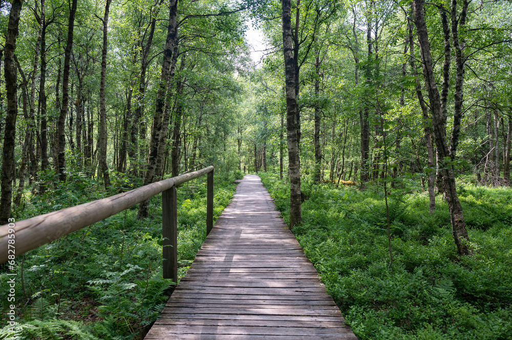 In a Birch forest with wooden path in red bog