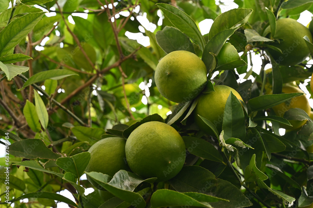 Citrons sur les branches d'un citronnier en gros plan Citrons sur les branches d'un citronnier en gros plan