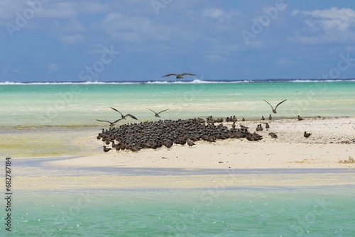 Thick cloud of birds, Brown Noddy photo