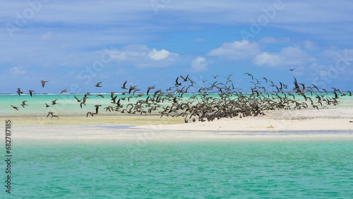 Thick cloud of birds, Brown Noddy photo