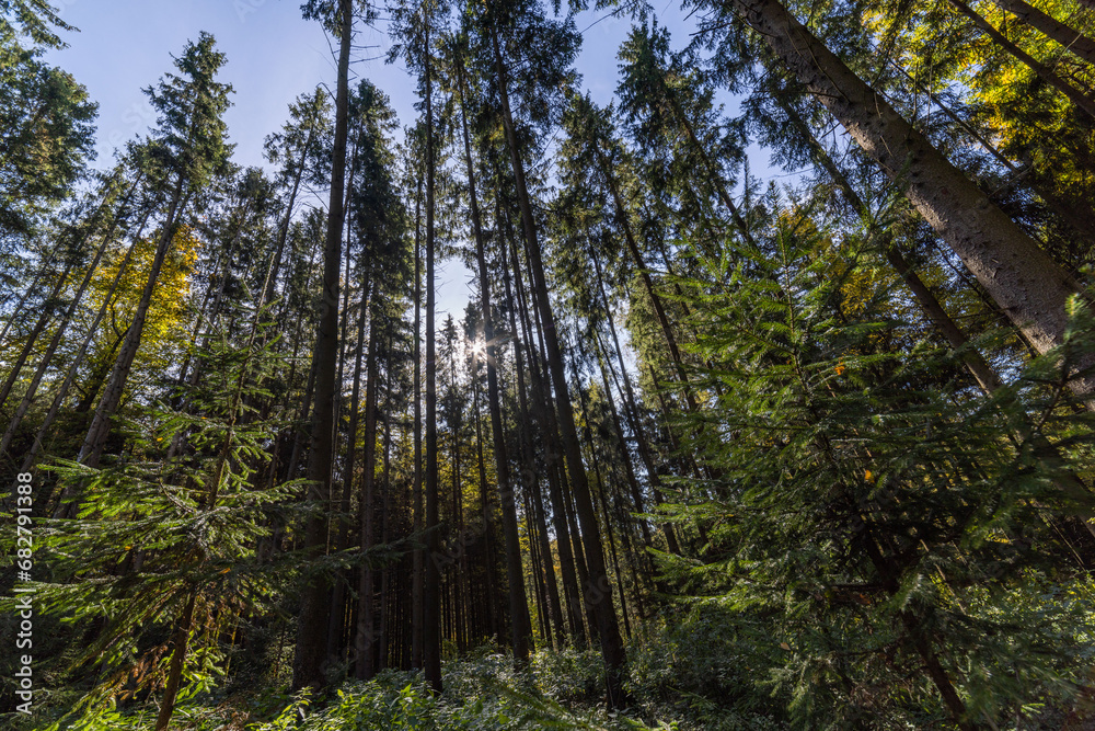 Pine forest, wide angle view in upward direction at summer day Pine forest, wide angle view in upward direction at summer day