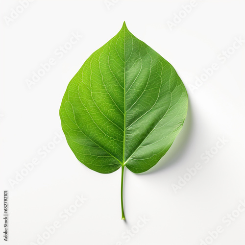 Green leaf isolated on white background