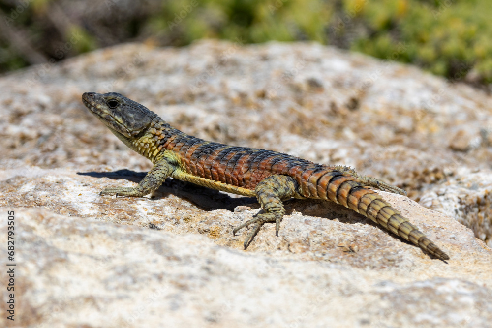 Ein Gürtelschweif in der Seitenansicht auf einem Felsen im südafrikanischen Agulhas Nationalpark Ein Gürtelschweif in der Seitenansicht auf einem Felsen im südafrikanischen Agulhas Nationalpark