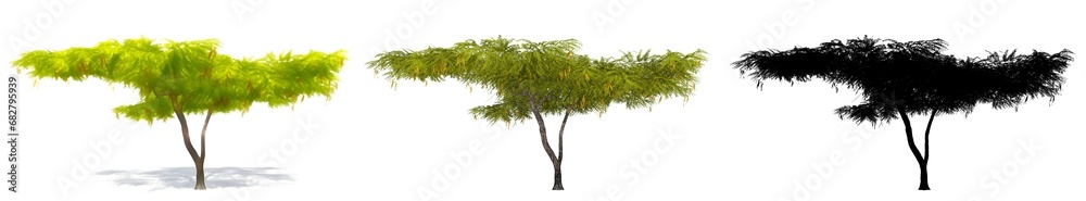 Set or collection of Honey Mesquite trees, painted, natural and as a black silhouette on white background. Concept or conceptual 3d illustration for nature, ecology and conservation, strength, beauty Set or collection of Honey Mesquite trees, painted, natural and as a black silhouette on white background. Concept or conceptual 3d illustration for nature, ecology and conservation, strength, beauty