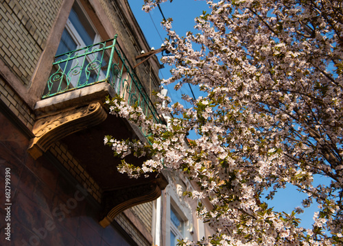 Blooming beautiful trees in the city