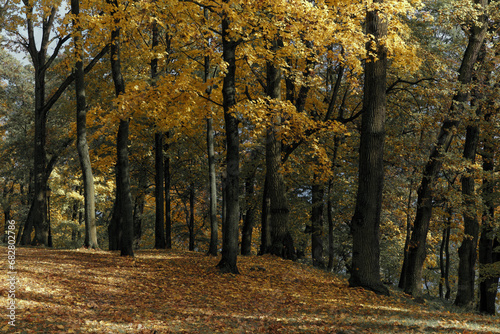 autumn in the forest