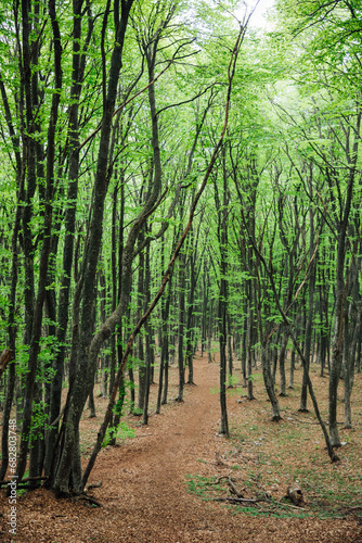 big tall trees in the forest travel trekking © dmitriisimakov