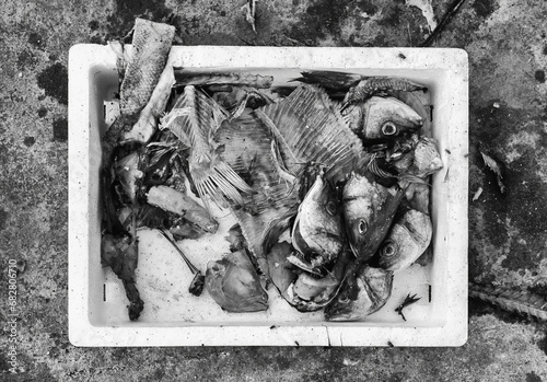 Obraz na płótnie Spoiled fish in the trash w salonie