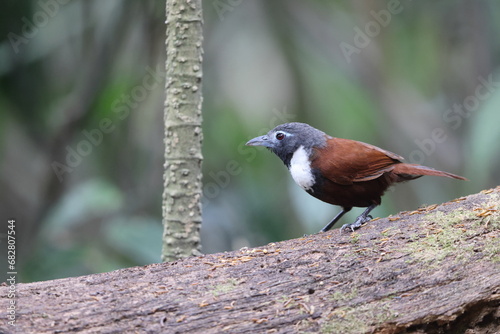 The white-bibbed babbler (Stachyris thoracica) is a species of bird in the family Timaliidae. It is found in Bali and Java. photo