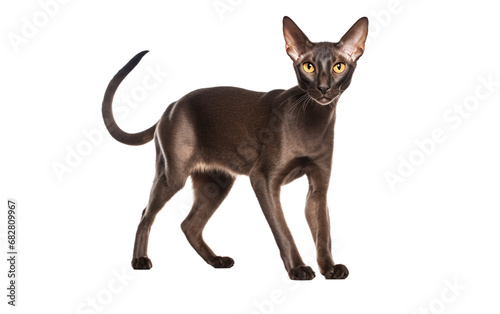 Shorthair Cat in Dynamic Pose On transparent background