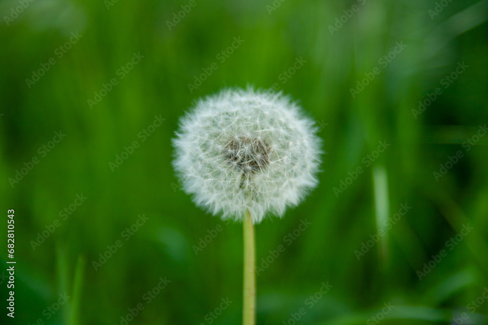 A close-up of a dandelion on a blurry green background. A close-up of a dandelion on a blurry green background.