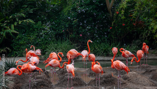 Photography A group of flamingos near lake