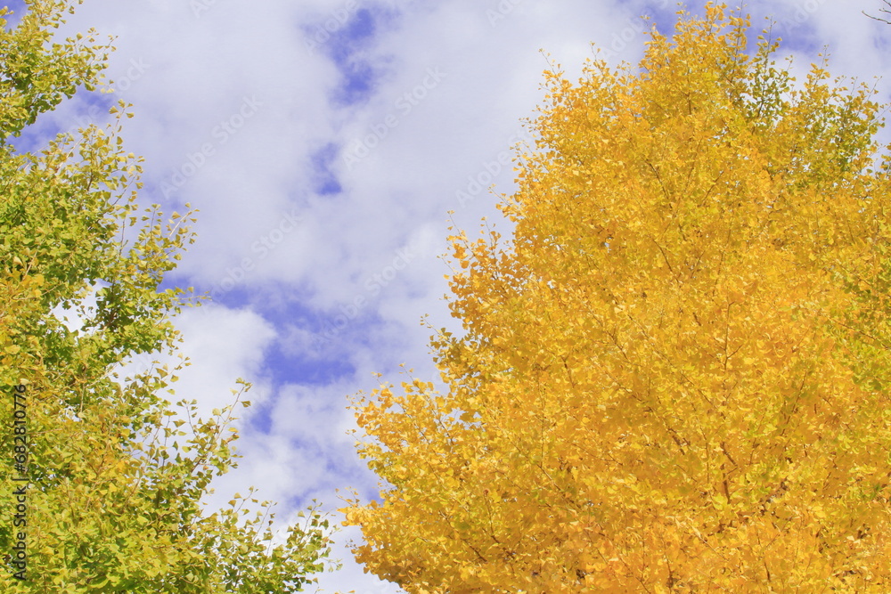 Fototapeta premium 銀杏の木