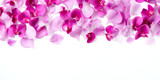 pink orchid flowers petals transparent texture