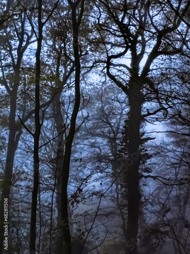sous bois dans la brume, le matin, ambiance mystique et sombre avec lumière en arrière plan