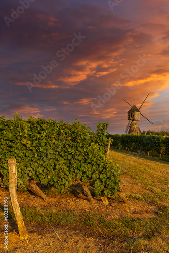 Windmill of La Tranchee and vineyard near Montsoreau, Pays de la Loire, France photo