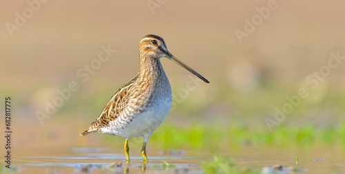 Common Snipe (Gallinago gallinago) is a species that lives in wetlands in Asia, Europe and Africa. It is common in Turkey and is a winter migrant.