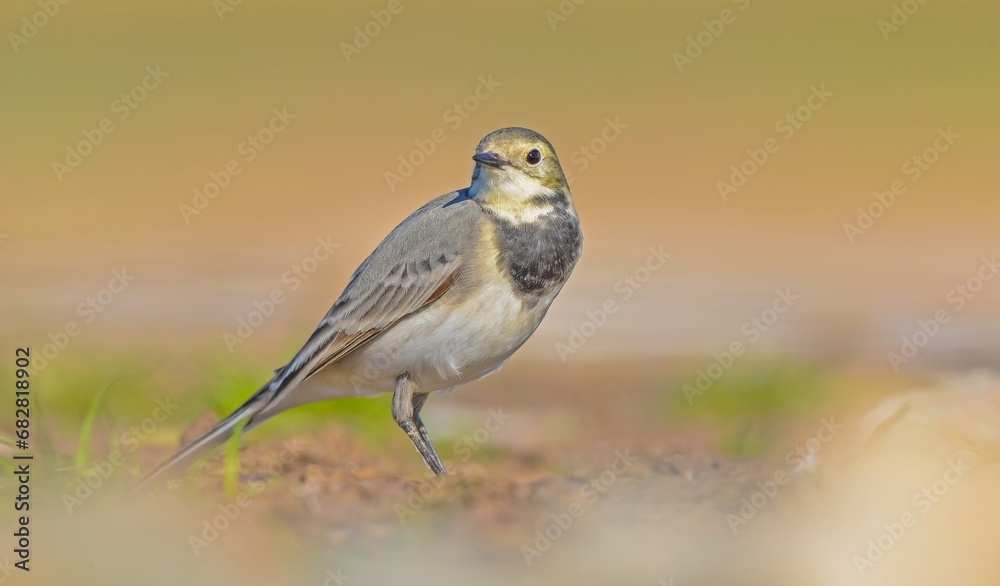 White Wagtail (Motacilla alba) is a wagtail that lives in Asia, Europe and North Africa. These birds are seen in Turkey from autumn to spring. White Wagtail (Motacilla alba) is a wagtail that lives in Asia, Europe and North Africa. These birds are seen in Turkey from autumn to spring.