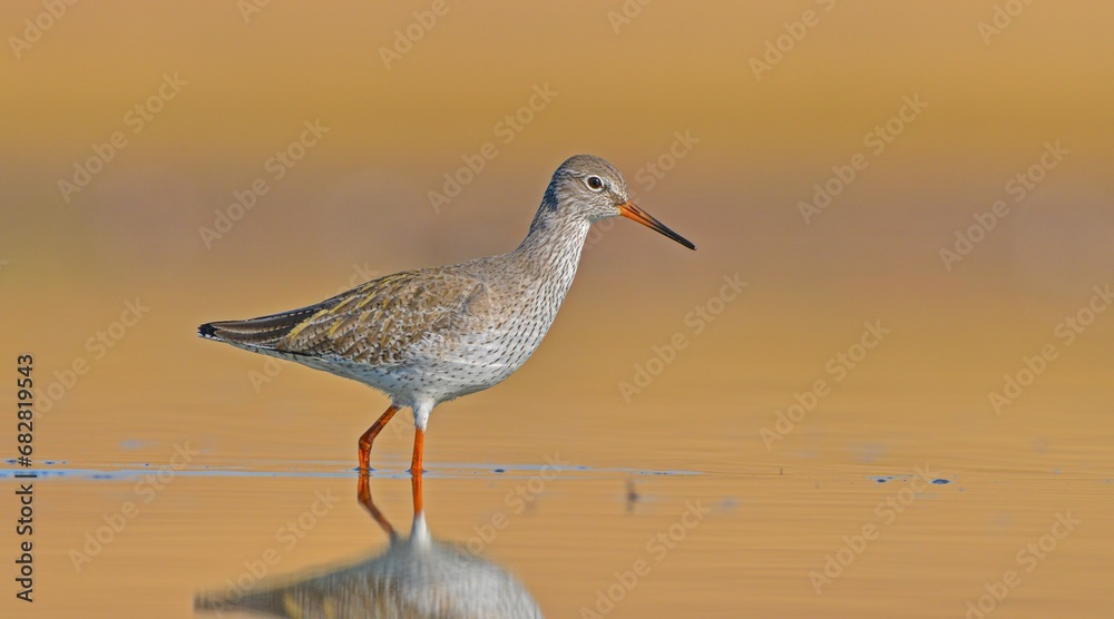 Common Redshank (Tringa totanus) is a migratory bird. It feeds on maggots and mollusks in wetlands in Asia, Europe, America and Africa. Common Redshank (Tringa totanus) is a migratory bird. It feeds on maggots and mollusks in wetlands in Asia, Europe, America and Africa.