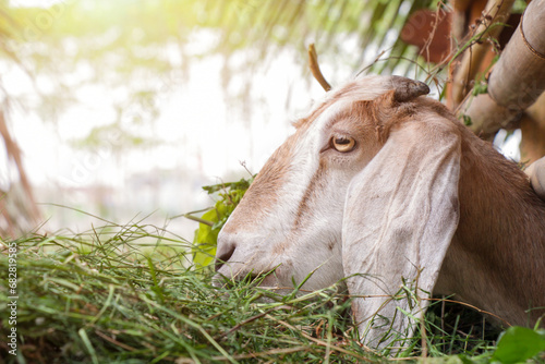 negative space of goat head eating grass in pen, optical flare photo