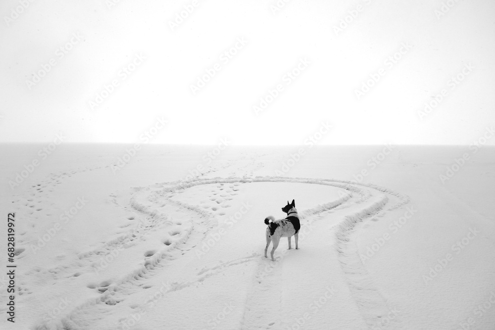 Dog playing on frozen lake in snowy weather. Black and white Dog playing on frozen lake in snowy weather. Black and white