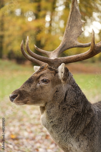 Beautiful deer stag in the forest in Europe  Germany. Magnificent wild animal with large antlers