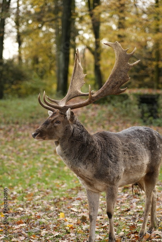 Beautiful deer stag in the forest in Europe, Germany. Magnificent wild animal with large antlers © Filip