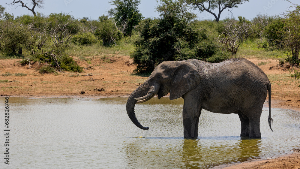 Fototapeta premium African elephant bull drinking water