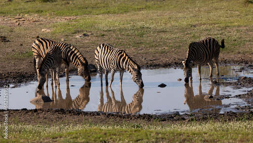 herd of zebra at the waterhole