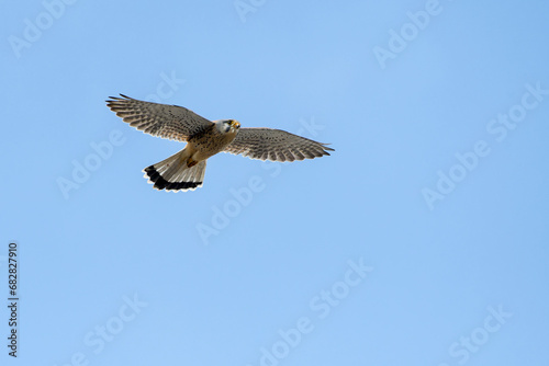 Turmfalke bei der Jagd