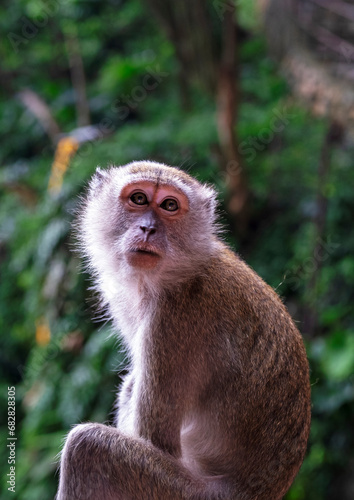 Kuala Lumpur Macaques