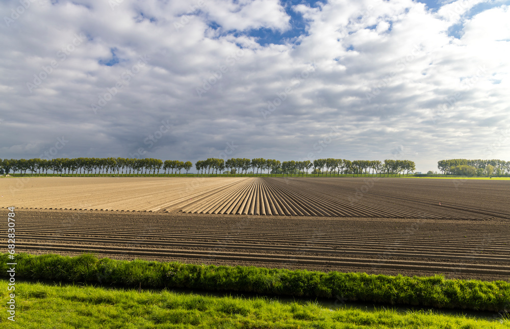 Spring view of potato field just after planting, Netherlands