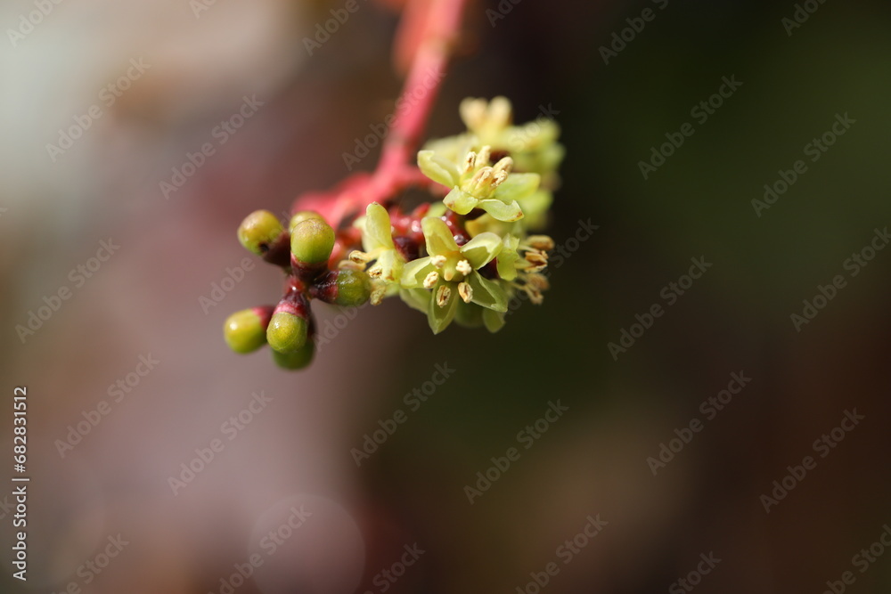 Autumn ivy berries in autumn garden. season Autumn ivy berries in autumn garden. season