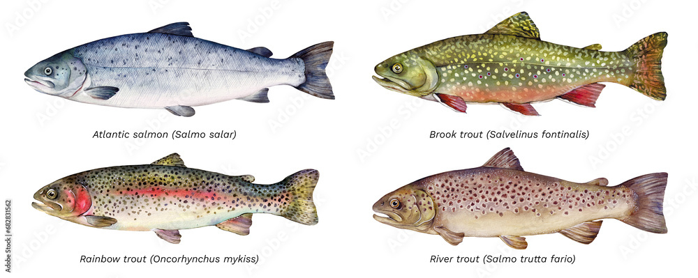 Watercolor set of fish: Atlantic salmon (Salmo salar), brook trout (Salvelinus fontinalis), rainbow trout (Oncorhynchus mykiss), river trout (Salmo trutta fario). Hand drawn fish illustration. - obrazy, fototapety, plakaty 