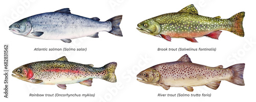 Watercolor set of fish: Atlantic salmon (Salmo salar), brook trout (Salvelinus fontinalis), rainbow trout (Oncorhynchus mykiss), river trout (Salmo trutta fario). Hand drawn fish illustration. photo