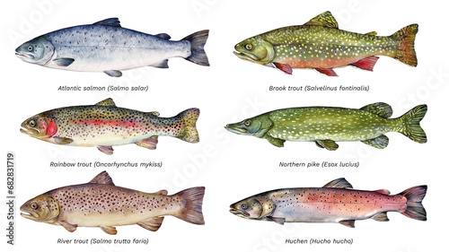 Watercolor set of fish: Atlantic salmon, Brook trout, Rainbow trout, Northern pike, River trout, Huchen. Hand drawn fish illustration.