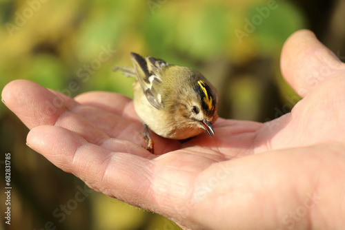 tiny goldcrest bird in an adult male hand