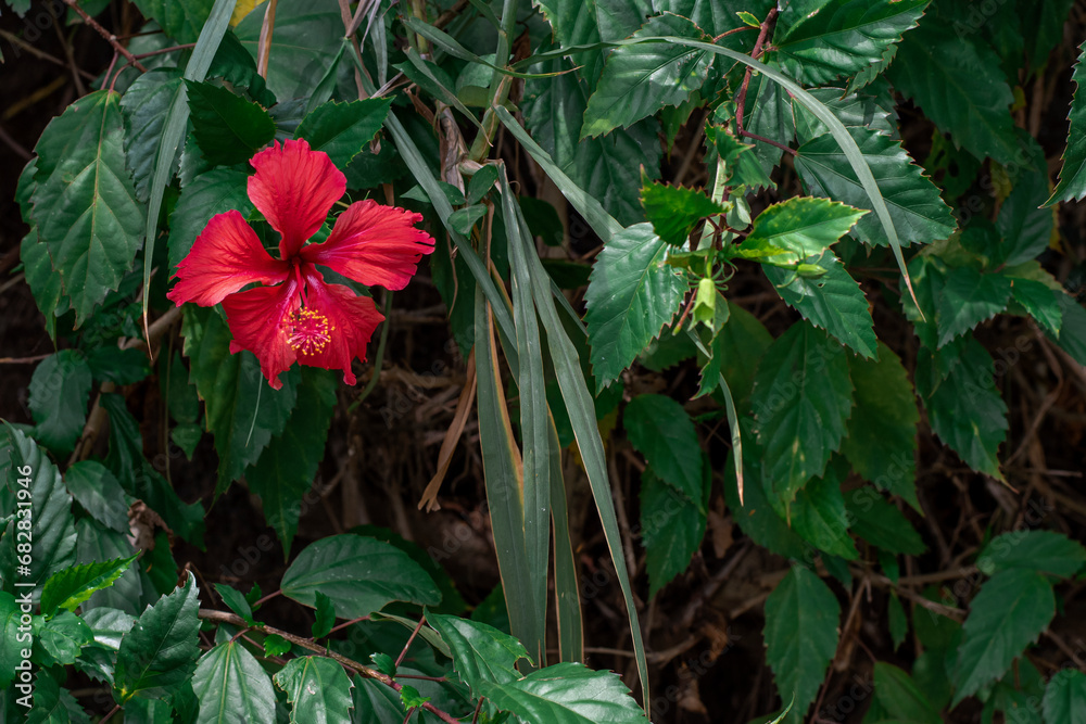 Red hibiscus flower, beautiful flower Red hibiscus flower, beautiful flower