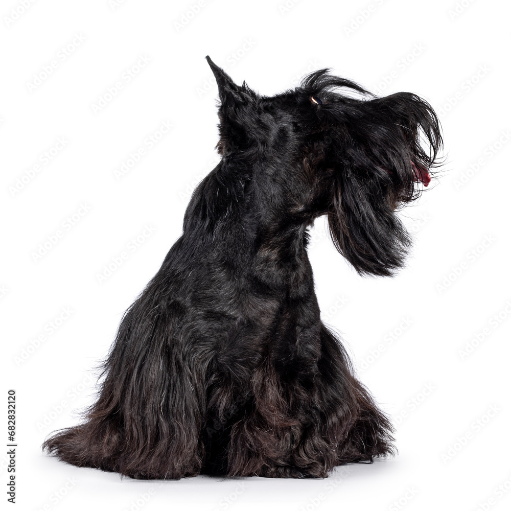 Cute adult solid black Scottish Terrier dog, sitting up facing front. Ears up, tongue out, and looking side ways showing profile. Isolated on a white background.