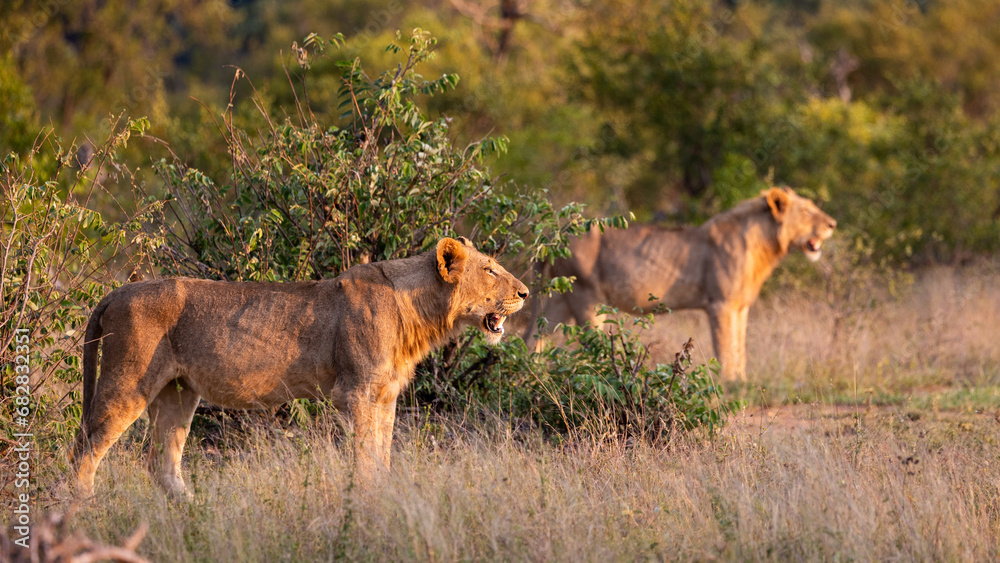 Naklejka premium two young male lions walking during the golden hour