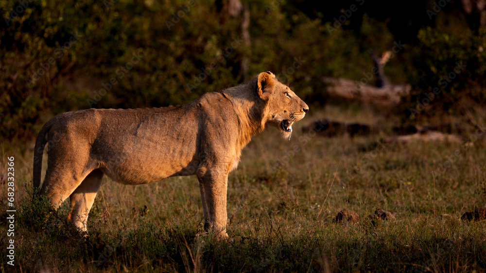 Obraz premium young male lion in golden light