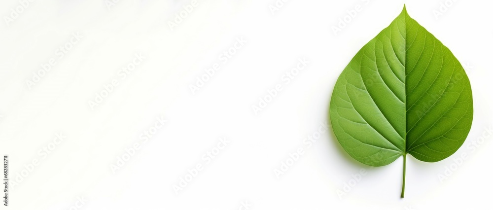 Verdant Green leaf isolated. Nature organic. Generate Ai Verdant Green leaf isolated. Nature organic. Generate Ai