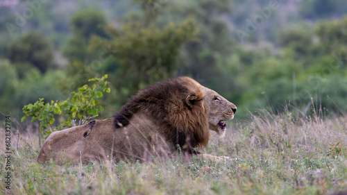 a mature black mane lion in the wild