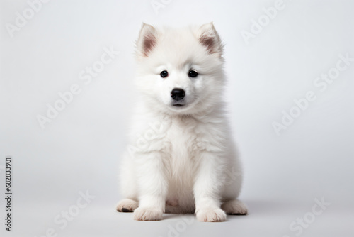 a white dog sitting on a white surface