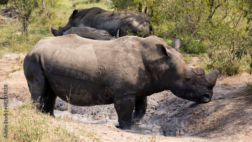 White rhinos wallowing in the mud