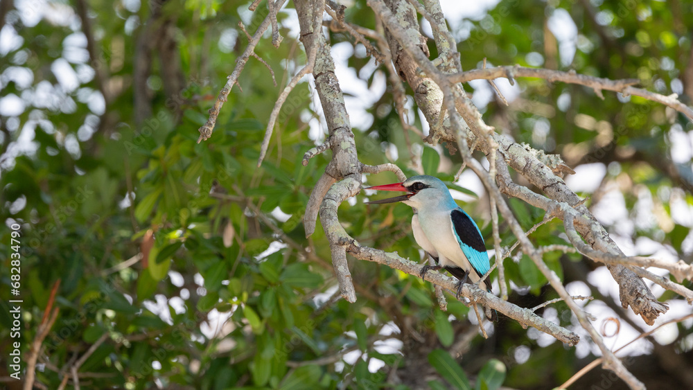 Fototapeta premium a woodlands kingfisher perched in a tree