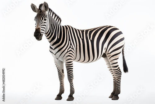 a zebra standing in a white room with a white background