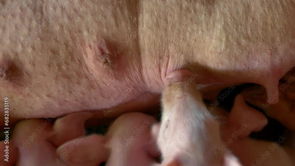 The top view of Many newly born piglets are sleeping on the mother's milk, Momma pig feeding baby pigs ,4k,livestock The top view of Many newly born piglets are sleeping on the mother's milk, Momma pig feeding baby pigs ,4k,livestock