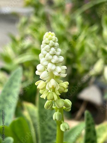 Drimiopsis maculata flower in nature garden photo